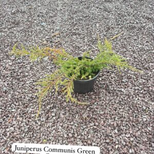 Juniperus Communis Green Carpet