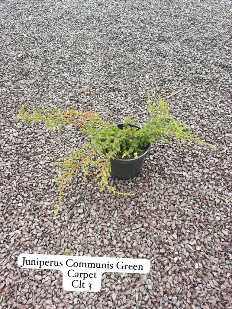Juniperus Communis Green Carpet