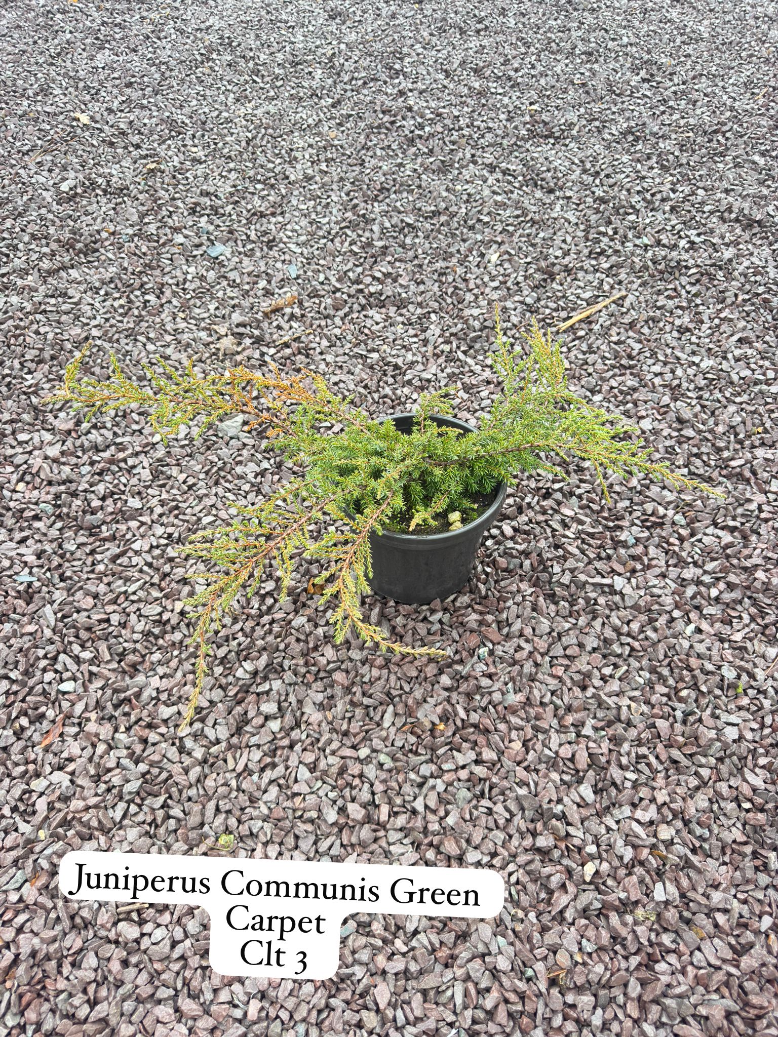 Juniperus Communis Green Carpet