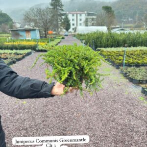 Juniperus Communis Greenmantle