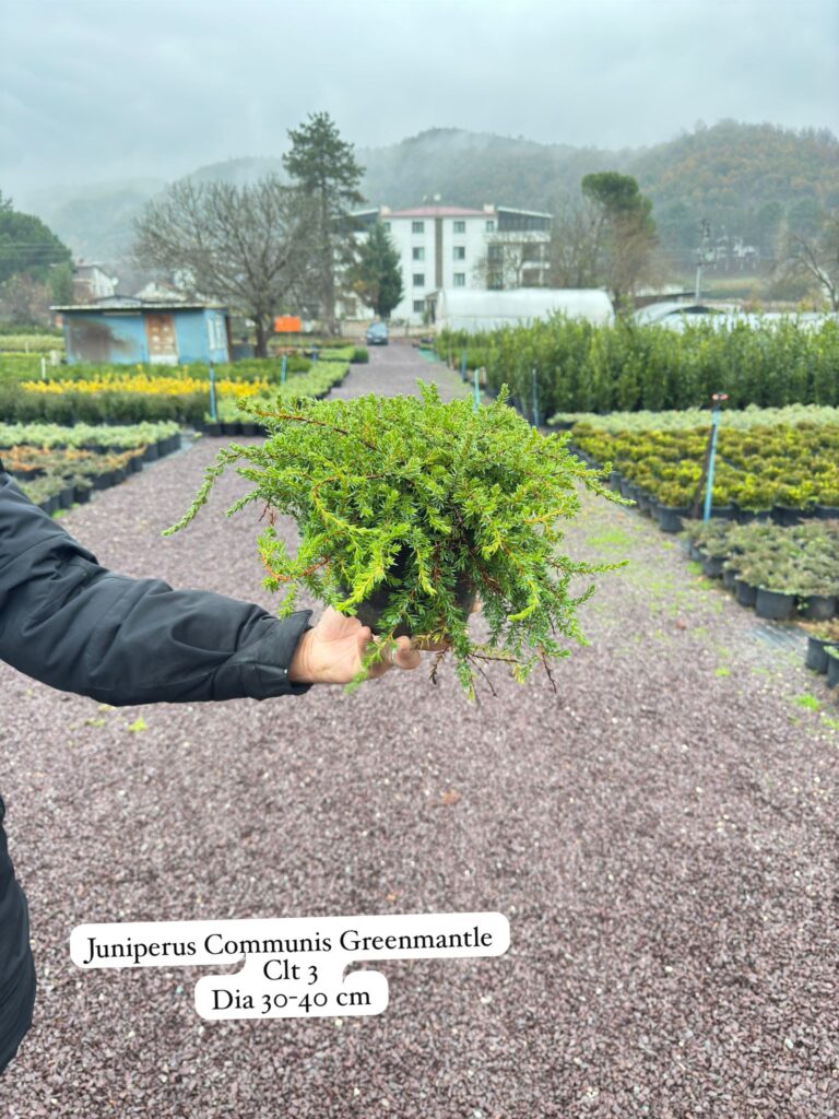 Juniperus Communis Greenmantle