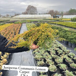Juniperus Communis Lemon Carpet
