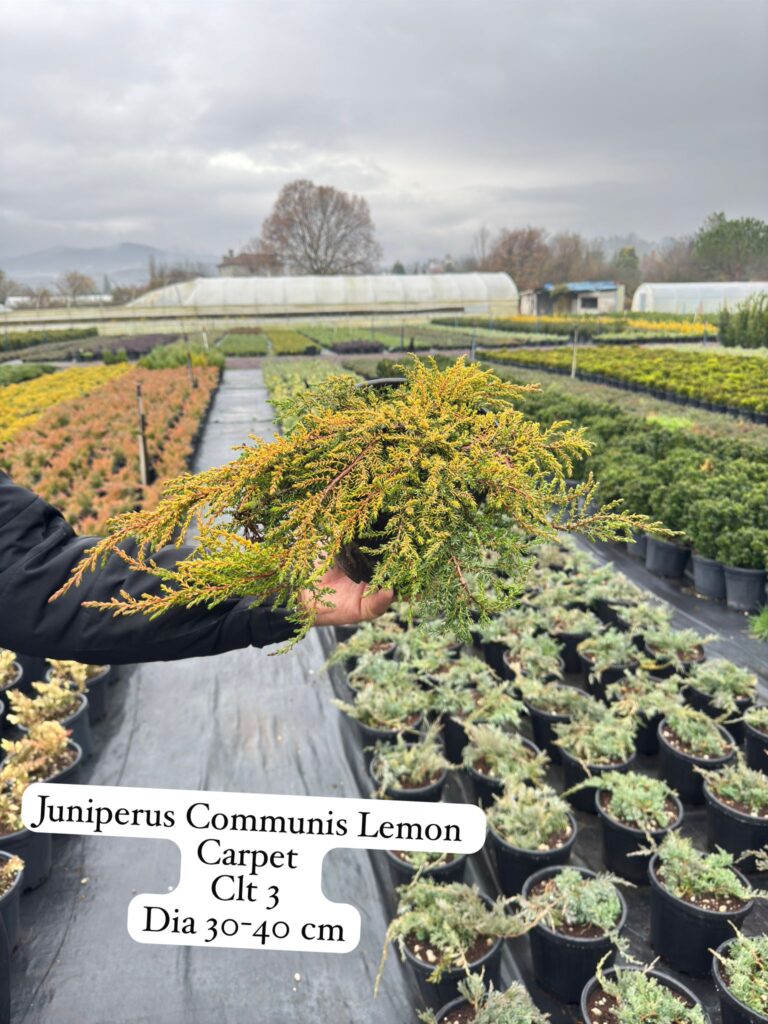 Juniperus Communis Lemon Carpet
