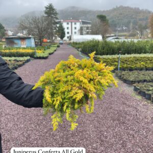 Juniperus Conferta All Gold