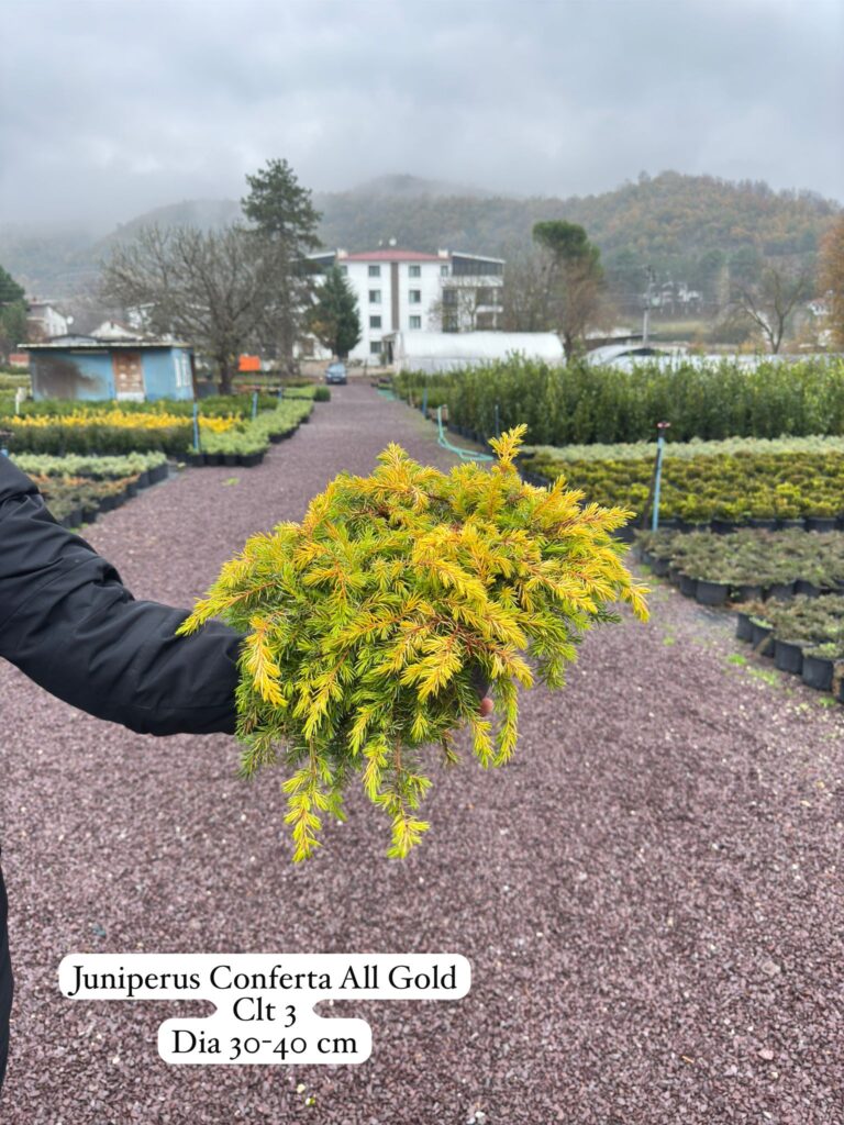 Juniperus Conferta All Gold