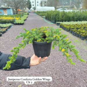 Juniperus Conferta Golden Wings