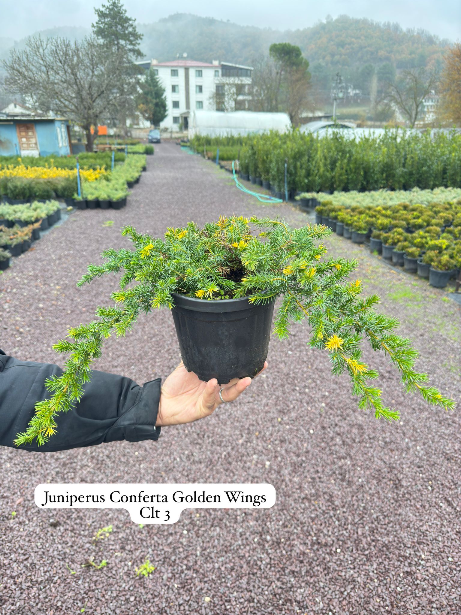 Juniperus Conferta Golden Wings
