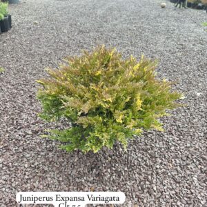 Juniperus Expansa Variegata