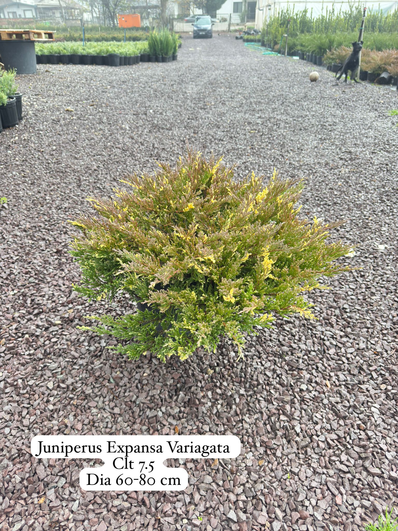 Juniperus Expansa Variegata