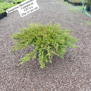 Juniperus Horizontalis Andorra Compacta
