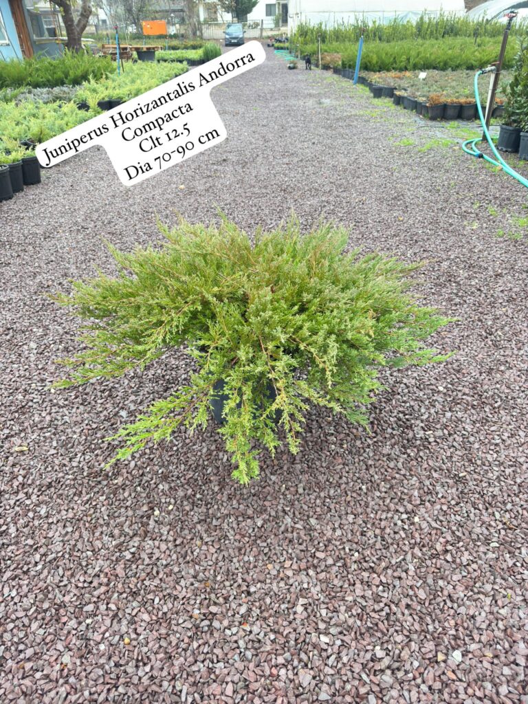 Juniperus Horizontalis Andorra Compacta