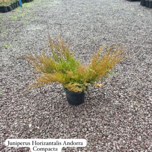 Juniperus Horizontalis Andorra Compacta
