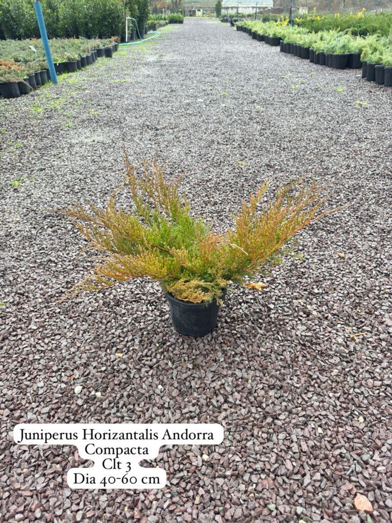 Juniperus Horizontalis Andorra Compacta