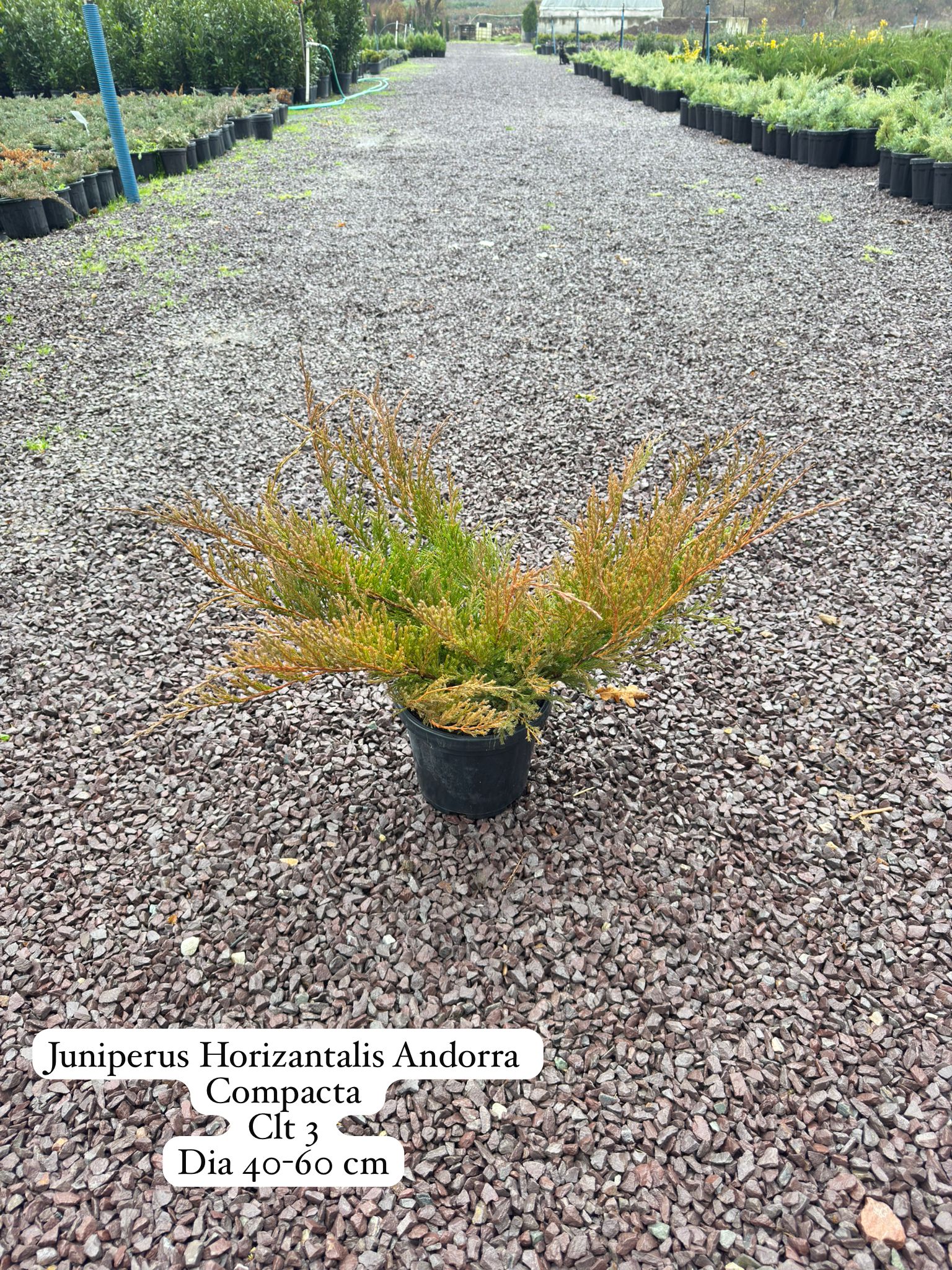 Juniperus Horizontalis Andorra Compacta