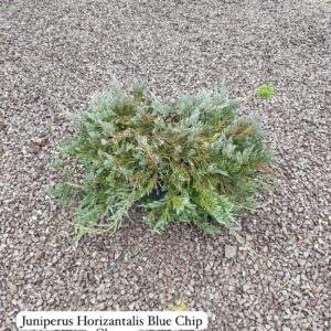 Juniperus Horizontalis Blue Chip