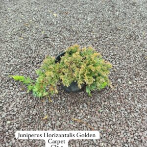 Juniperus Horizontalis Golden Carpet