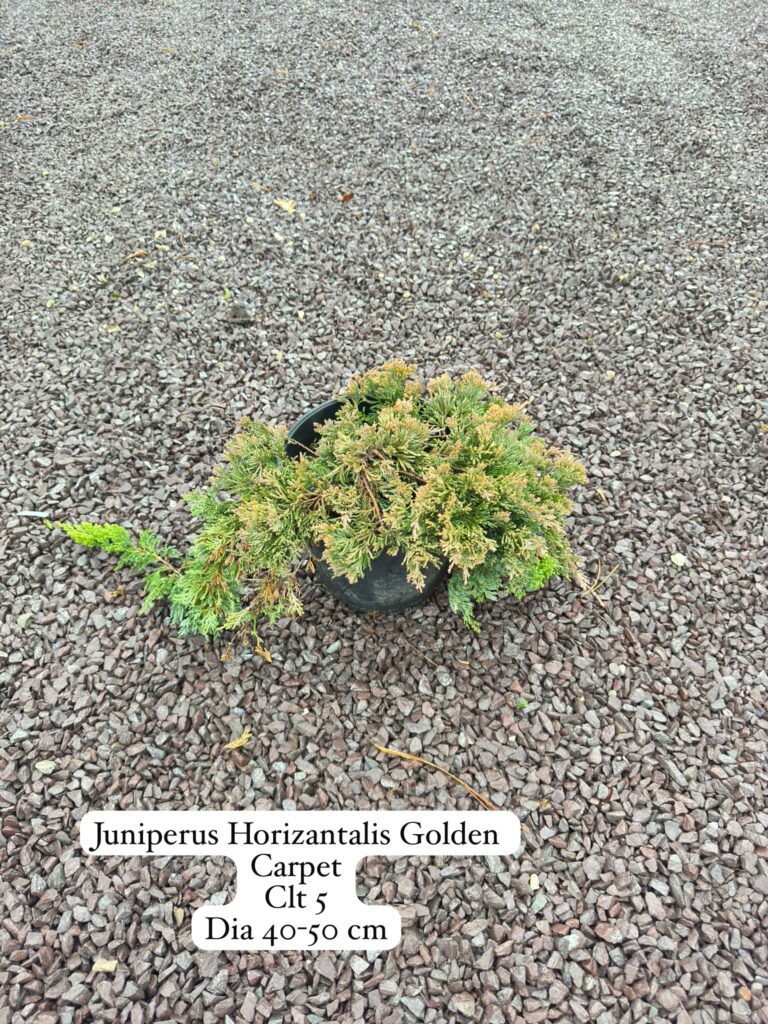 Juniperus Horizontalis Golden Carpet