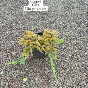 Juniperus Horizontalis Golden Carpet