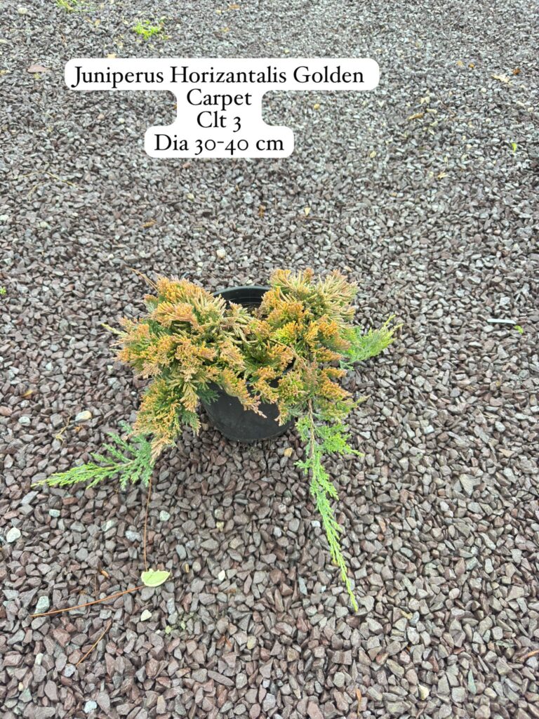 Juniperus Horizontalis Golden Carpet