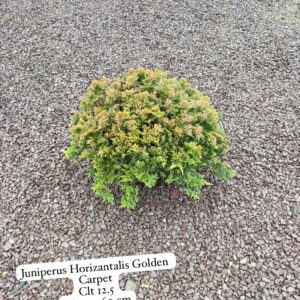 Juniperus Horizontalis Golden Carpet
