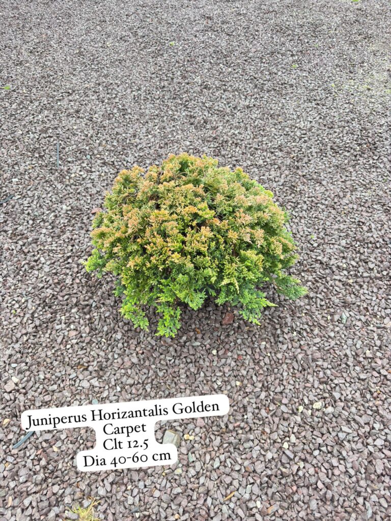Juniperus Horizontalis Golden Carpet