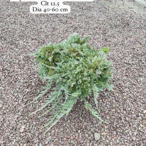 Juniperus Horizontalis Icee Blue