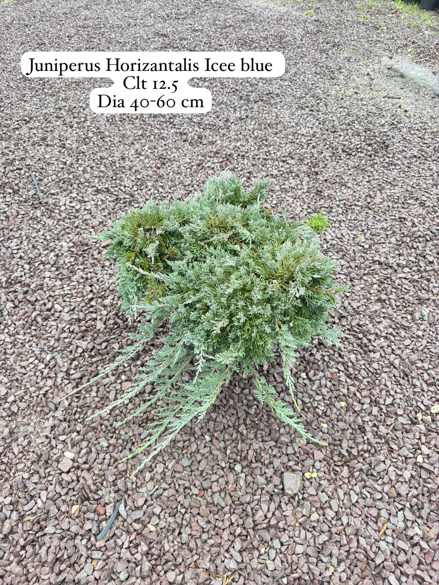 Juniperus Horizontalis Icee Blue
