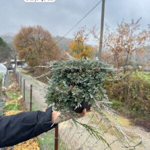 Juniperus Horizontalis Icee Blue