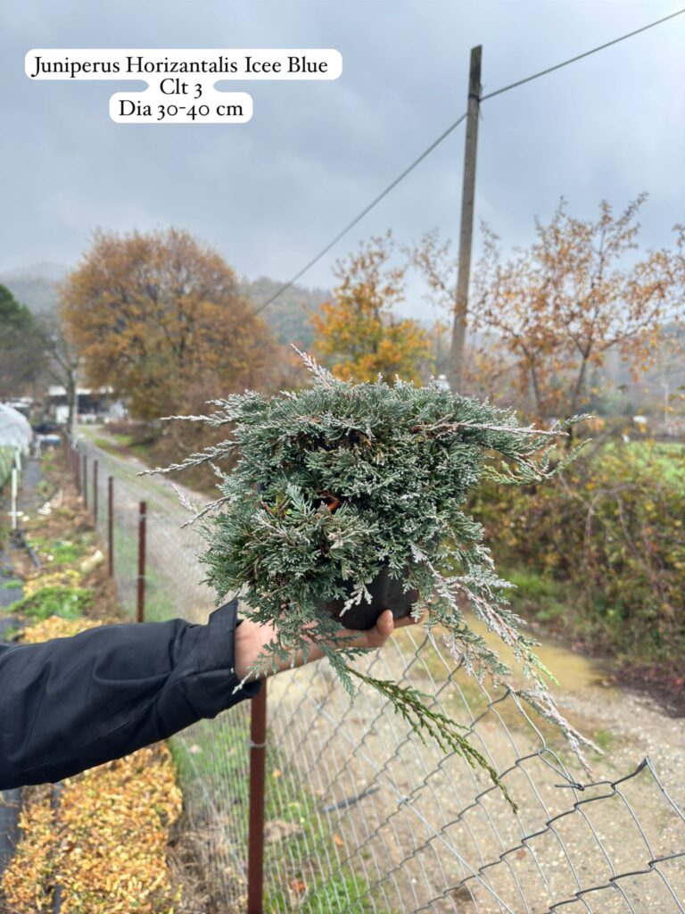 Juniperus Horizontalis Icee Blue
