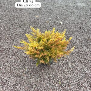 Juniperus Horizontalis Lime Glow