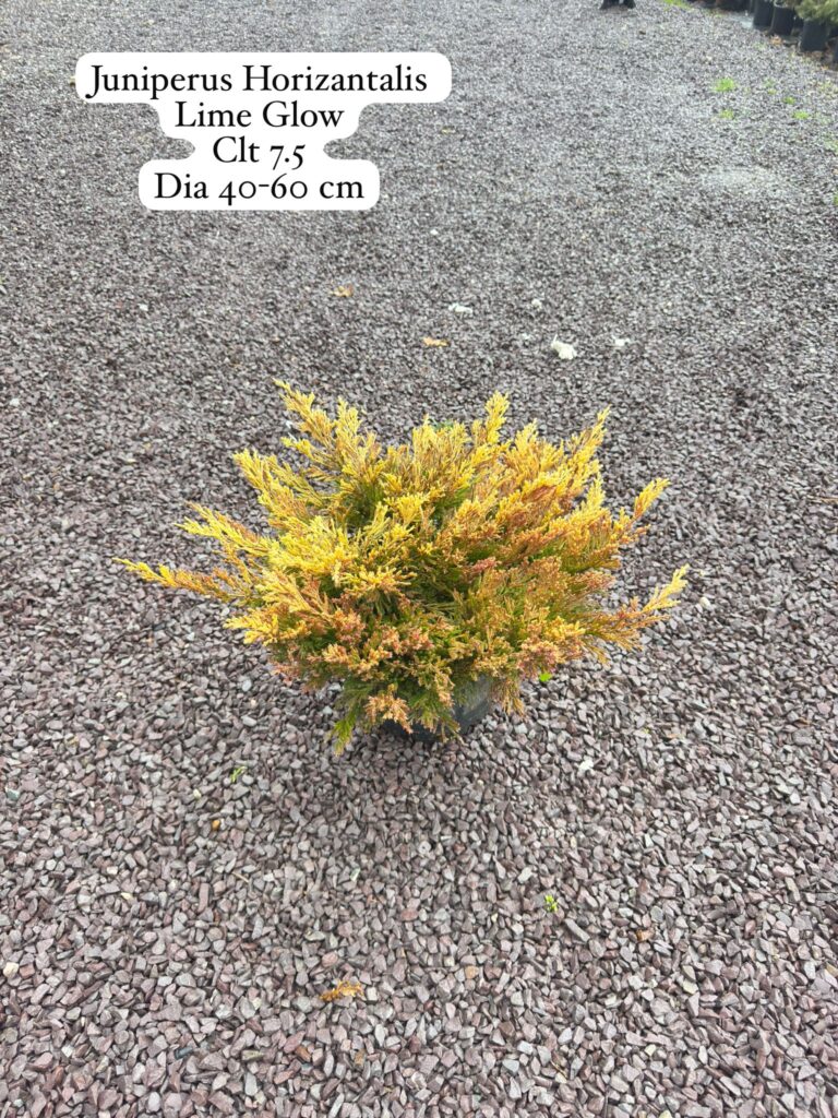 Juniperus Horizontalis Lime Glow