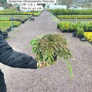 Juniperus Horizontalis Pancake