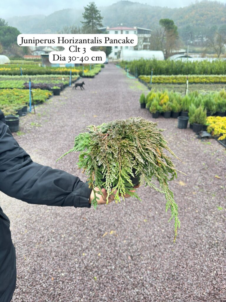 Juniperus Horizontalis Pancake
