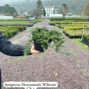 Juniperus Horizontalis