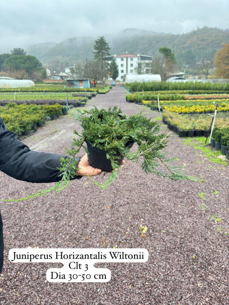 Juniperus Horizontalis