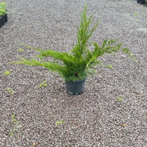Juniperus Pfitzeriana Mint Julep