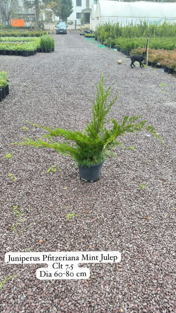 Juniperus Pfitzeriana Mint Julep