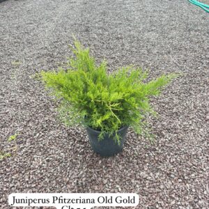 Juniperus Pfitzeriana Old Gold