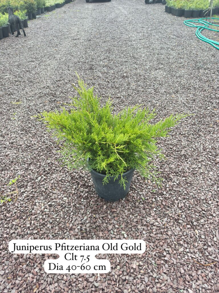 Juniperus Pfitzeriana Old Gold