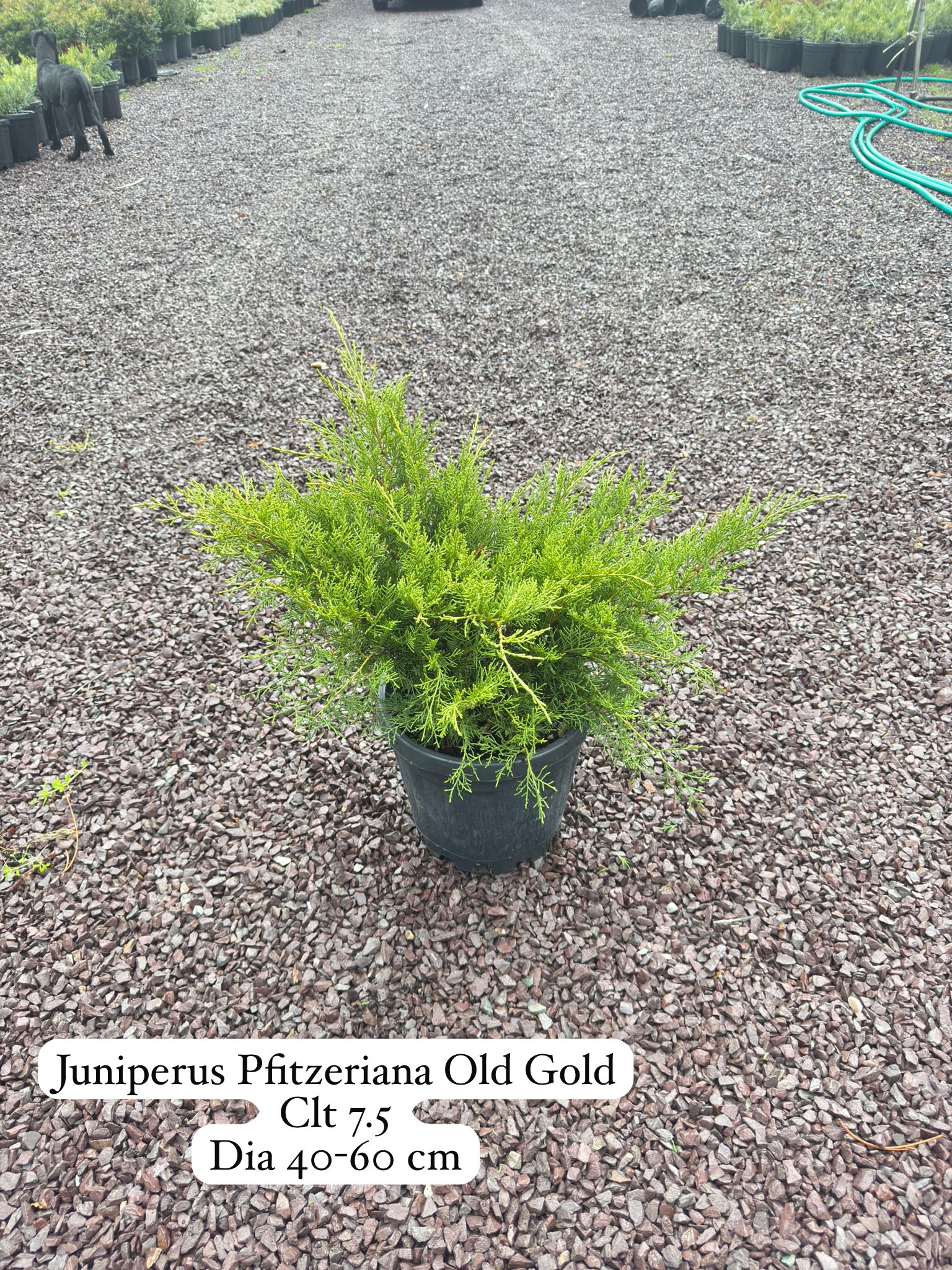 Juniperus Pfitzeriana Old Gold