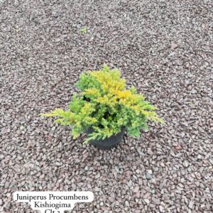 Juniperus Procumbens Kishiogima