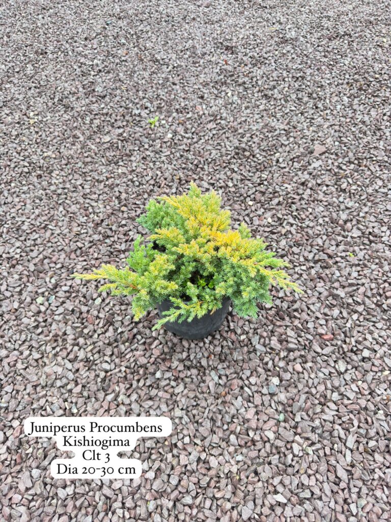 Juniperus Procumbens Kishiogima