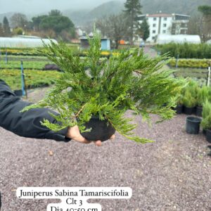 Juniperus Sabina Tamariscifolia