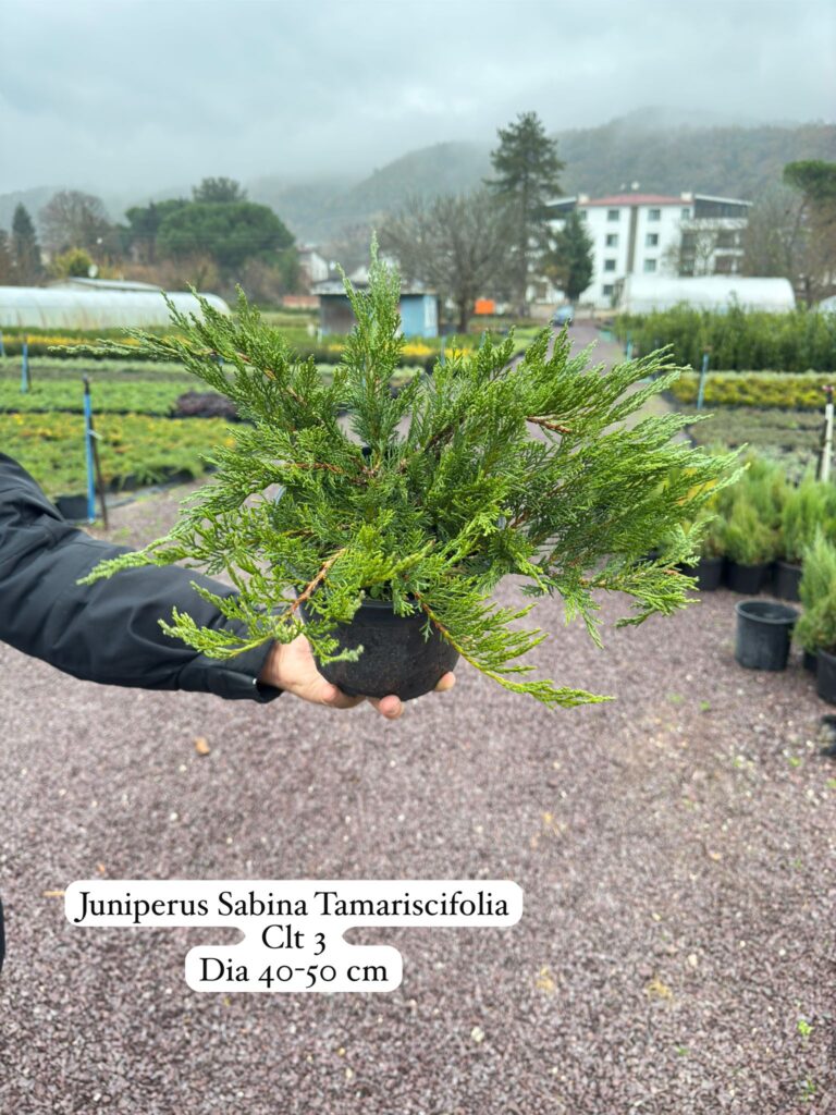 Juniperus Sabina Tamariscifolia