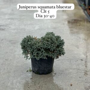 Juniperus Squamata Blue Star