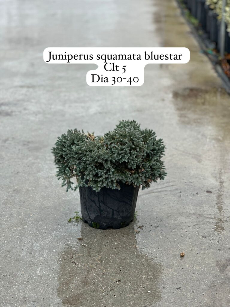 Juniperus Squamata Blue Star