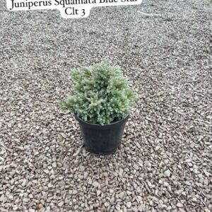Juniperus Squamata Blue Star