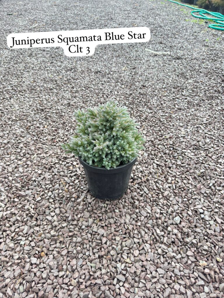 Juniperus Squamata Blue Star