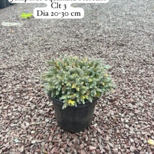 Juniperus Squamata Floreant