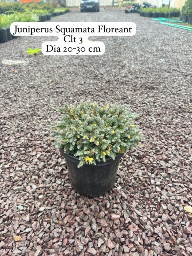 Juniperus Squamata Floreant